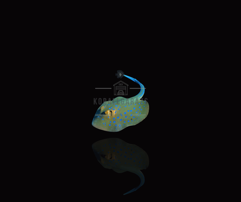 Bluespotted Ribbontail Ray
